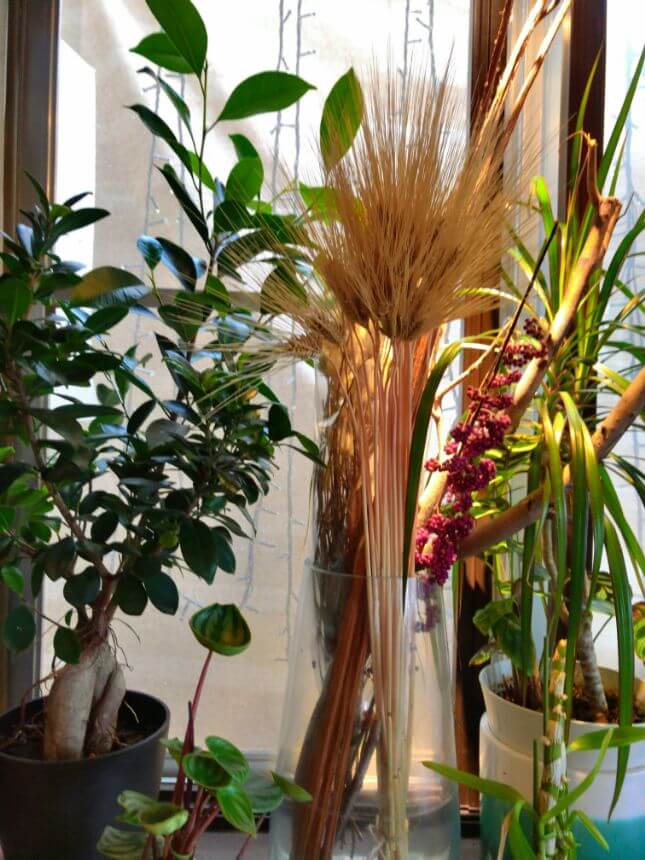 店内の観葉植物