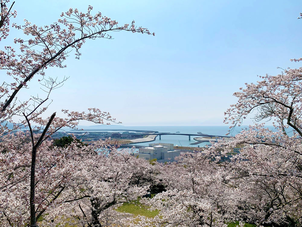 日和山展望広場から見える海と桜