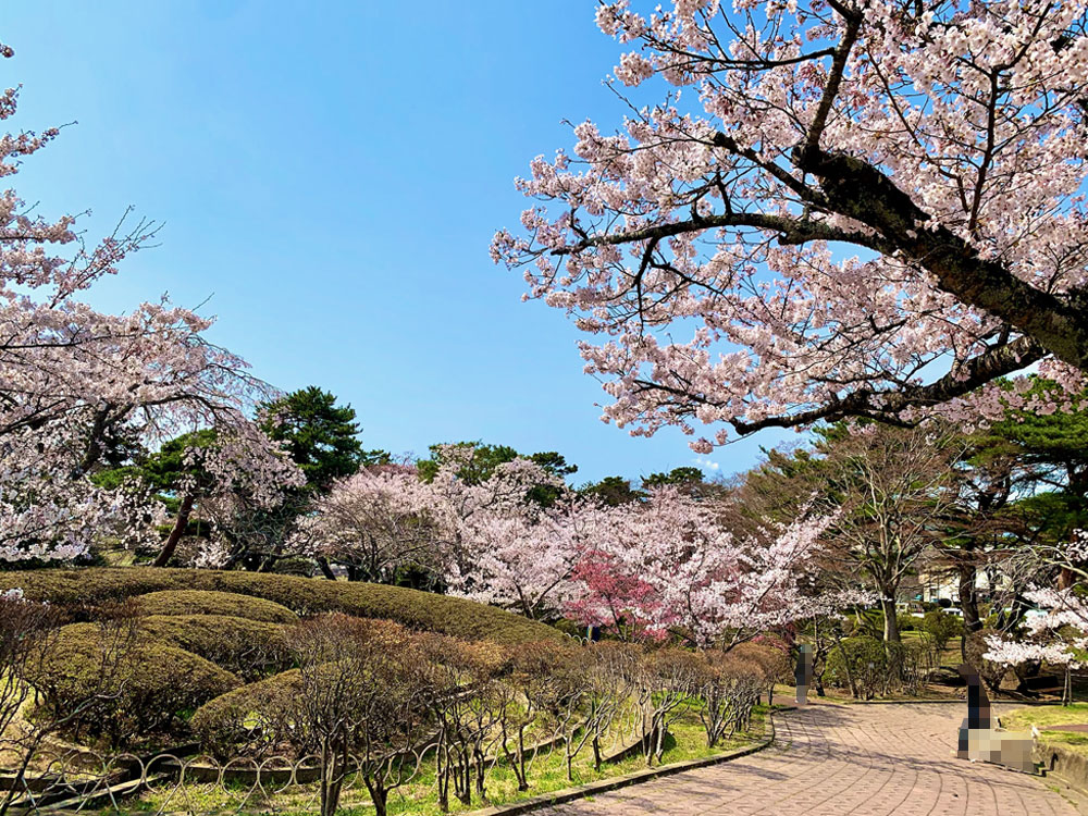 日和山公園の桜