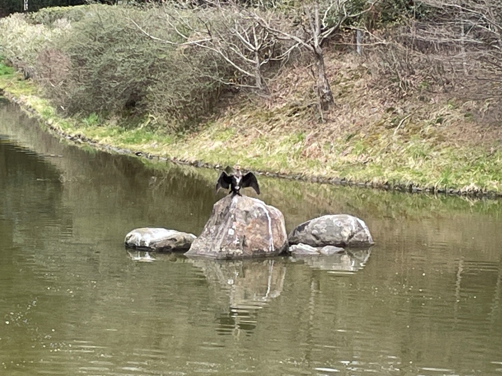 岩に佇む野鳥