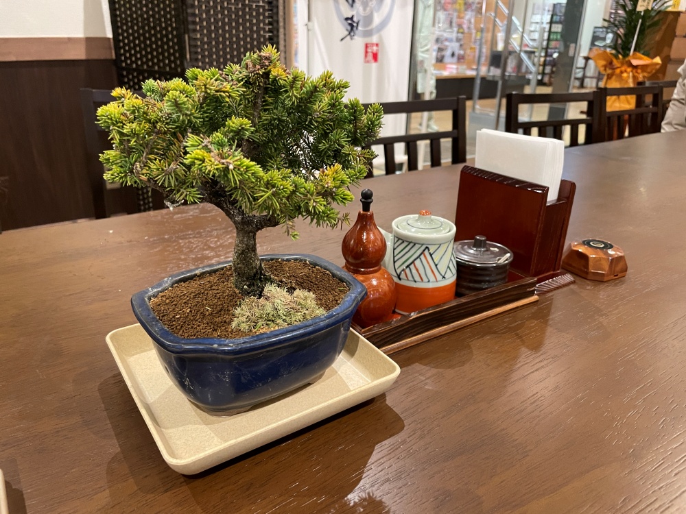 テーブルに置かれた盆栽