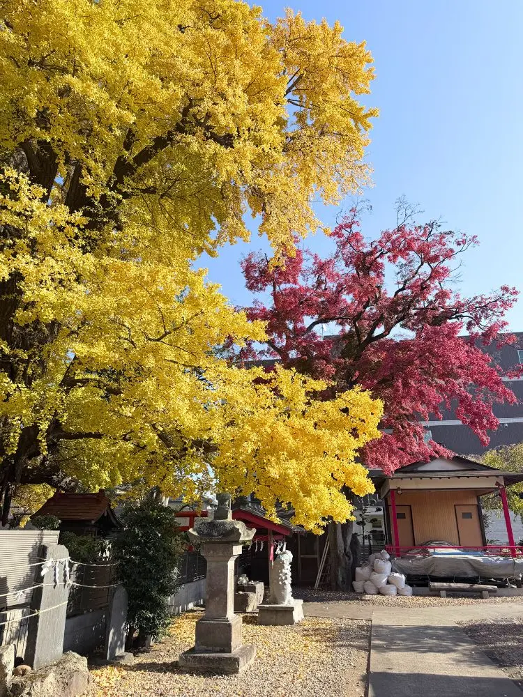 銀杏とモミジの木