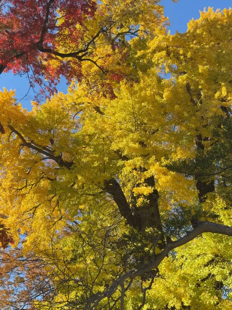 美しく色づいた銀杏