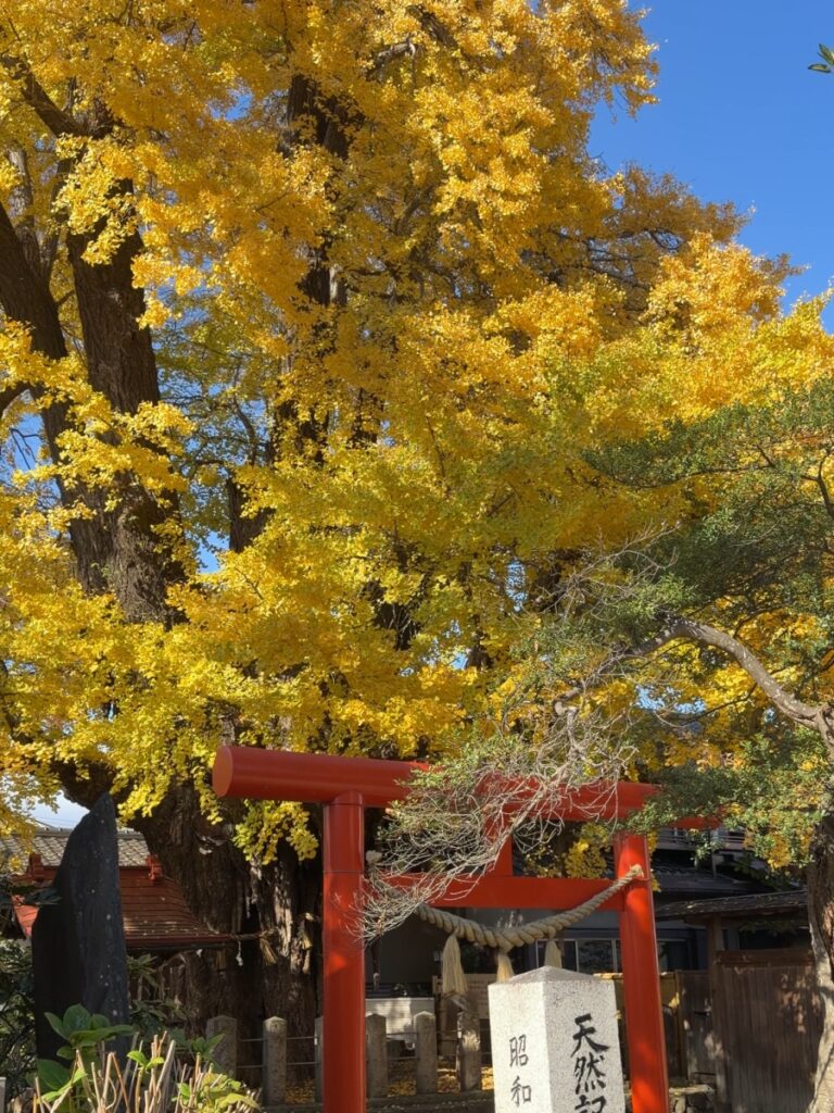 苦竹のイチョウ