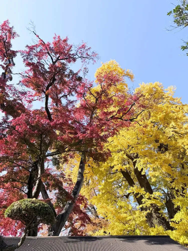 赤と黄色のコントラスト