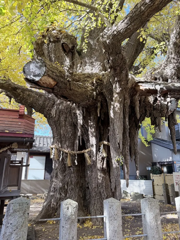 巨大な乳銀杏