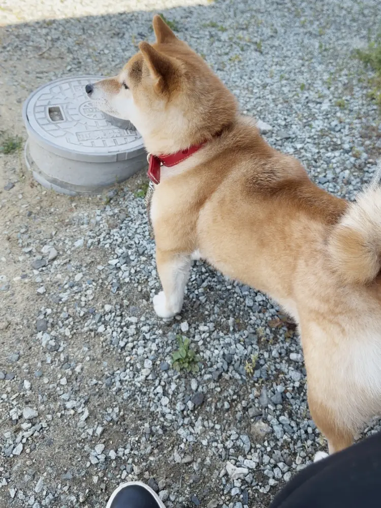 看板犬むくちゃん